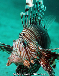 Turkey fish. Depth 32m, visibility 5-7m. Camera Canon 40D... by Alexander Nikolaev 